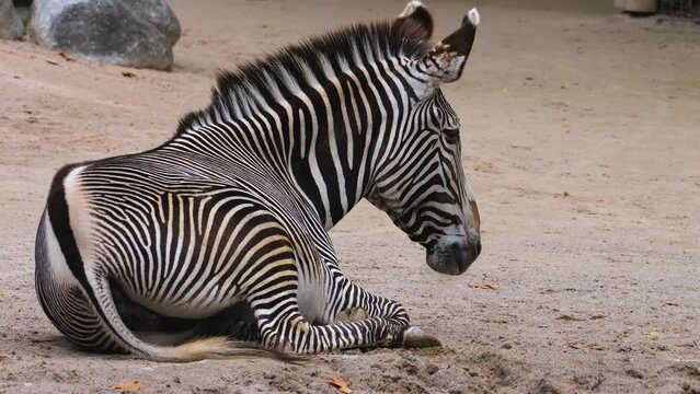 Zebra resting on the ground on a sunny day