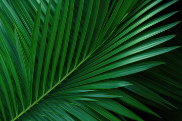 Close up of palm leaf texture