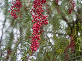 Pink peppercorn Schinus molle, peppercorn tree berry berries