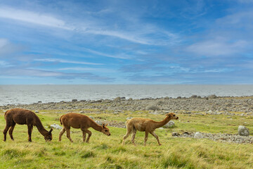 The alpaca is a South American domesticated camel that is adaptable and settles in well