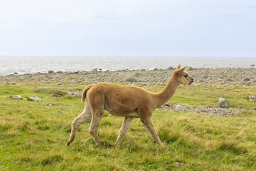 The alpaca is a South American domesticated camel that is adaptable and settles in well