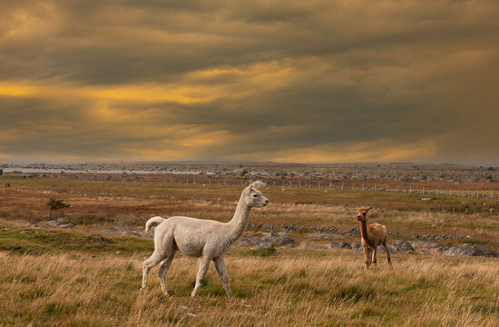 The alpaca is a South American domesticated camel that is adaptable and settles in well