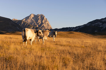 Gran Sasso at sunrise