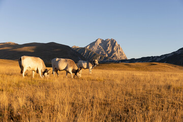 Gran Sasso at sunrise