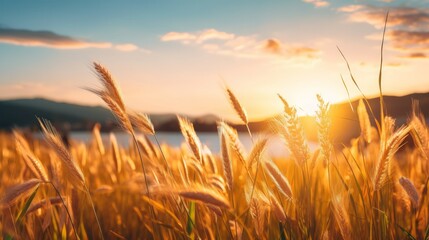Fototapeta premium This picturesque image captures the serene beauty of a vast natural countryside landscape. It features the wild, tall grasses in full bloom during a warm summer sunset, creating a truly pastoral