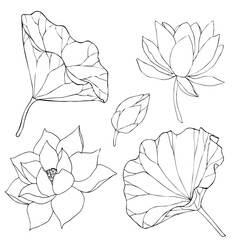 Set of vector hand drawn lotus flowers and buds, huge leaves, black line art illustration. Outline floral drawing for logo, tattoo, packaging design, compositions. Water Lily botanical vector design.