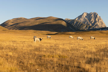 Obraz premium Gran Sasso at sunrise