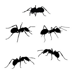 Ant Silhouette Vector Illustration