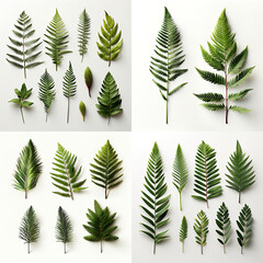 Pine and fir branches isolated on white background. Graphic elements. Fir branch cutout.