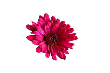 Close-up of red chrysanthemums on a white background in isolation