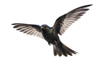 Swiftlet in Crystal Clarity on transparent background