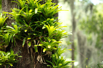 Bromeliad Tree