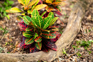 Croton © Jessica