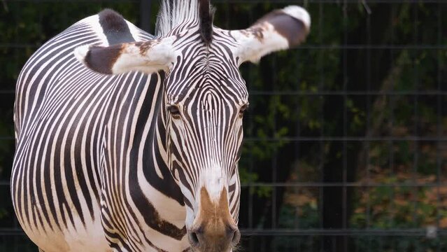 Zebra shaking his ears and head on a sunny day