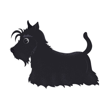 recommend clip art: isolated black Scottish terrier on white background.