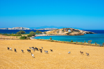 Picturesque rural landscape of Lipsi island, Dodecanese, Greece - obrazy, fototapety, plakaty