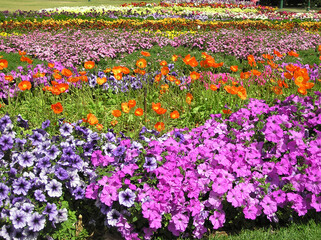 colourful flower beds