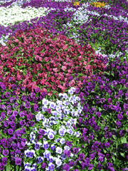 Obraz premium colourful pansies