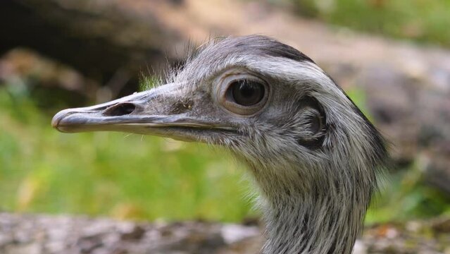 Close up of a rhea, nandu head and eye looking around