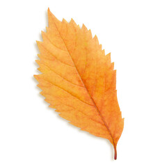 Orange leaf from wood. On an empty background.