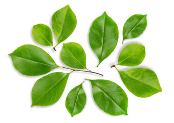 Set of leaves made of wood. On an empty background.