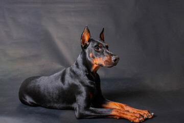 Portrait of a purebred doberman dog on a studio background	