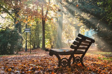 City park in the morning in the sunshine. Park bench in a beautiful morning scenery. - 660144407
