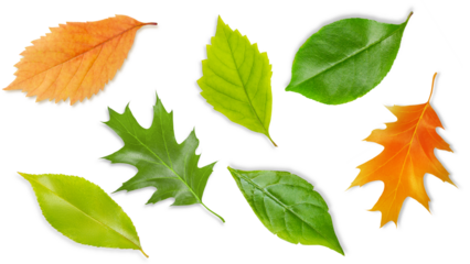 Set of leaves made of wood. On an empty background.