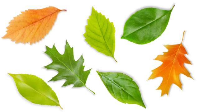 Set of leaves made of wood. On an empty background. - Powered by Adobe