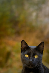 A beautiful black cat with yellow eyes