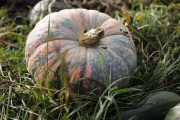 pumpkin on the grass