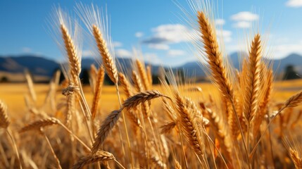 Fototapeta premium field of wheat