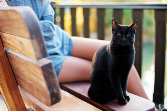 Shorthair black cat sitting on the bench
