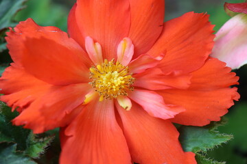 Begonia dwukolorowa Marmorata