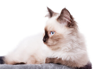 Kitten profile. Portrait of a kitten beige with brown Siberian breed Neva masquerade isolate.
