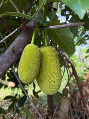 breadfruit hang on a tree in forest
