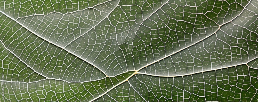 Poster Texture of crossed leaf, with fine s intersecting at right angles to form a meshlike pattern. The s are numerous and evenly spaced, giving the leaf a delicate and fragile appearance.