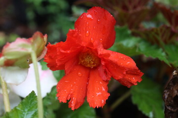 Begonia dwukolorowa Marmorata © Perovskia
