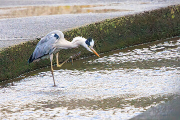 中木港の美しいアオサギ（サギ科）。

静岡県伊豆半島賀茂郡南伊豆町中木港。
2023年9月29日日撮影。
