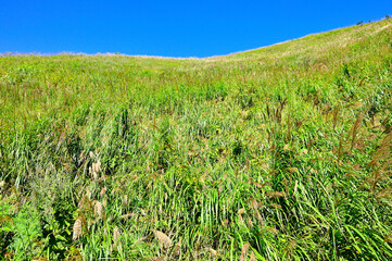 道志山塊の高座山　夏の草原
