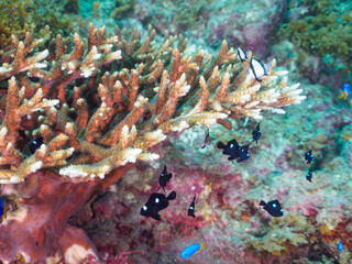 ヒリゾ浜のテーブルサンゴ（エンタクミドリイシ）に住む可愛いフタスジリュウキュウスズメダイ、ミツボシクロスズメダイ（スズメダイ科）の幼魚他。

静岡県伊豆半島賀茂郡南伊豆町中木から渡し船で渡るヒリゾ浜にて。
2023年9月29日水中撮影。

The cute Reticulated Dascyllus and Threespot dascyllus juvenile and others in Ta