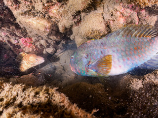 ヒリゾ浜の水中洞窟の大きなウツボ（ウツボ科）とブダイ（ブダイ科）、美しいオトヒメエビ（オトヒメエビ科）。

静岡県伊豆半島賀茂郡南伊豆町中木から渡し船で渡るヒリゾ浜にて。
2023年9月29日水中撮影。

The big Brutal Moray and Parrotfish, the beautiful Barber-pole shrimp in sea cave.

HIRIZO Beach,
