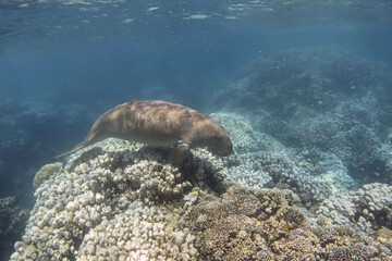 Dugong swimming over coral reef. Sea animal (Dugong dugon). Sea cow.