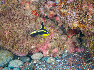 ヒリゾ浜の可愛いコロダイ（イサキ科）の幼魚。

静岡県伊豆半島賀茂郡南伊豆町中木から渡し船で渡るヒリゾ浜にて。
2023年9月29日水中撮影。

A cute Painted Sweetlips juvenile. 

HIRIZO Beach, Nakagi, South IZU, Kamo-gun, Izu Peninsula, Shizuoka, Japan,
Photo Taken Sep