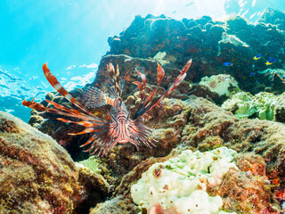 ヒリゾ浜の美しいハナミノカサゴ（ミノカサゴ亜科）。

静岡県伊豆半島賀茂郡南伊豆町中木から渡し船で渡るヒリゾ浜にて。
2023年9月30日水中撮影。

The Beautiful Red Lionfish. 

HIRIZO Beach, Nakagi, South IZU, Kamo-gun, Izu Peninsula, Shizuoka, Japan,
Photo Taken Septemb