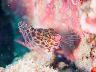 ヒリゾ浜の美しいヒメゴンベ（ゴンベ科）。

静岡県伊豆半島賀茂郡南伊豆町中木から渡し船で渡るヒリゾ浜にて。
2023年9月30日水中撮影。

The beautiful Coral Hawkfish.

HIRIZO Beach, Nakagi, South IZU, Kamo-gun, Izu Peninsula, Shizuoka, Japan,
Photo Taken October 1, 