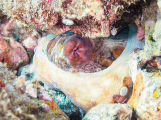 ヒリゾ浜の大きな美しいワモンダコ（マダコ科）。

静岡県伊豆半島賀茂郡南伊豆町中木から渡し船で渡るヒリゾ浜にて。
2023年9月30日水中撮影。

The Big and beautiful Big blue octopus.

HIRIZO Beach, Nakagi, South IZU, Kamo-gun, Izu Peninsula, Shizuoka, Japan,
Photo Take