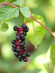 ヨウシュヤマゴボウ