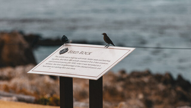 bird on the beach
