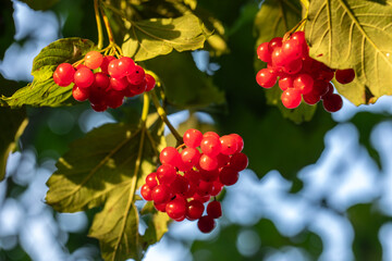 Bunches of viburnum close up, sunlight, juicy berries red viburnum are source of vitamins 